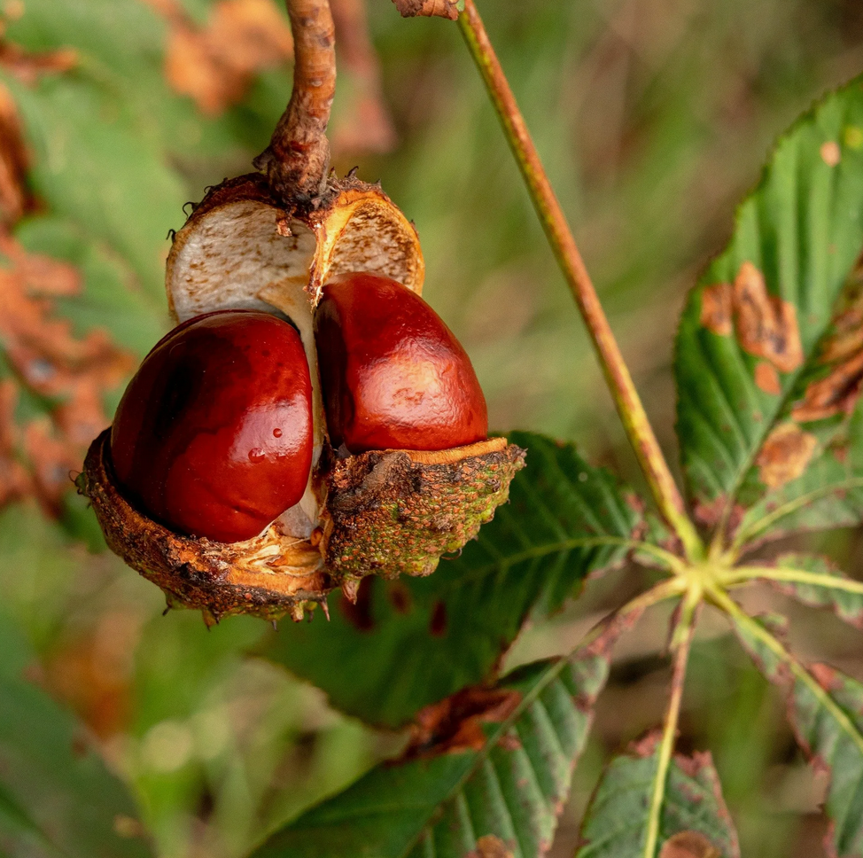 Семена каштана конского (castanea aesculus seeds)